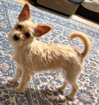 WILLOW -  Wirehaired Terrier Dog for Adoption in Grand Prairie, Texas - WILLOW | PetCurious