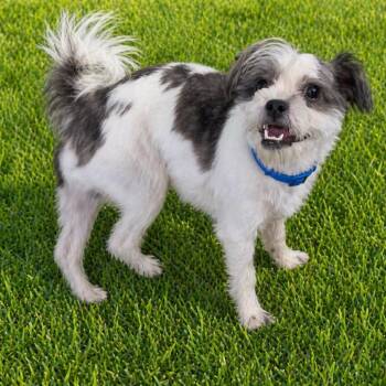 Shih Tzu and Terrier Dogs Available for Adoption in Las Vegas, Nevada - Little Joe | PetCurious