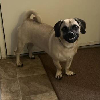 Wednesday -  Beagle and Pug Dog for Adoption in San Diego, California - Wednesday | PetCurious