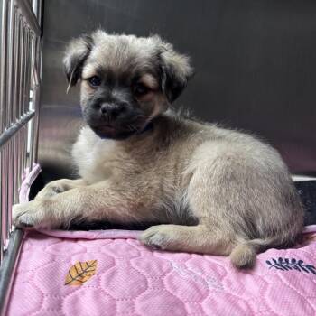 Rowan A2299692 -  Chihuahua Dog for Adoption in Los Angeles, California - Rowan A2299692 | PetCurious