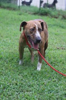 Lacy -  Pit Bull Terrier Dog for Adoption in Statesville, North Carolina - Lacy | PetCurious