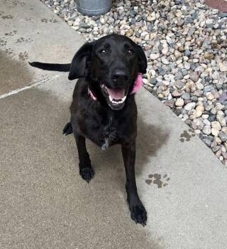 Mamba -  German Shorthaired Pointer Dog for Adoption in Sioux City, Iowa - Mamba | PetCurious