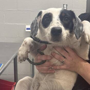 Tini -  Terrier and Mixed Breed Dog for Adoption in Clanton, Alabama - Tini | PetCurious