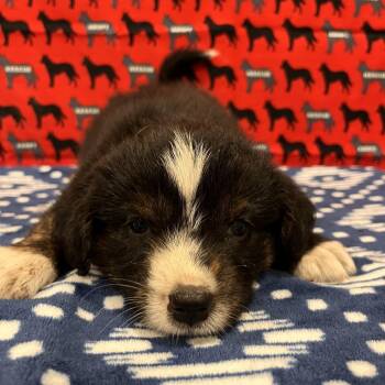 Miss Snuggle Muffin -  Terrier Dog for Adoption in Washburn, Missouri - Miss Snuggle Muffin | PetCurious