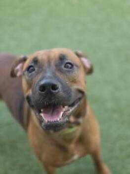 Puddin -  Mixed Breed Dog for Adoption in Savannah, Georgia - Puddin | PetCurious