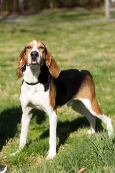 Mixed Breed Dogs Available for Adoption in West Chester, Pennsylvania - Goose | PetCurious