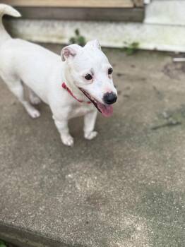 Shelly -  Mixed Breed Dog for Adoption in Cincinnati, Ohio - Shelly | PetCurious