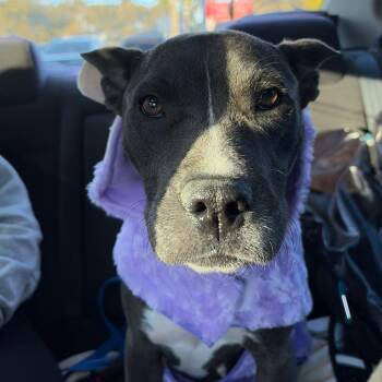 Nova -  Mixed Breed Dog for Adoption in West Palm Beach, Florida - Nova | PetCurious
