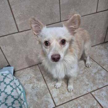 Chico -  Chihuahua and Mixed Breed Dog for Adoption in Rockville, Maryland - Chico | PetCurious