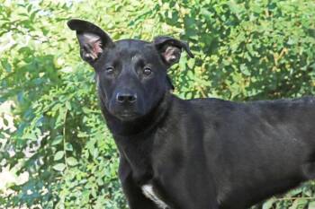 LARK -  Labrador Retriever and Mixed Breed Dog for Adoption in Albuquerque, New Mexico - LARK | PetCurious