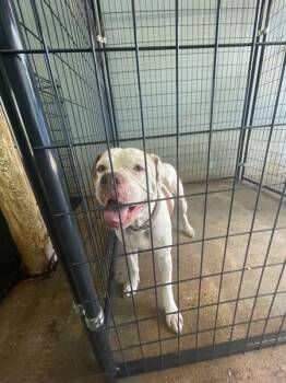 Tahoe -  Pit Bull Terrier Dog for Adoption in Mobile, Alabama - Tahoe | PetCurious