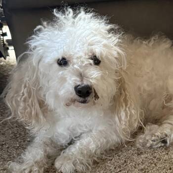 Snow -  Maltese Dog for Adoption in Indianapolis, Indiana - Snow | PetCurious