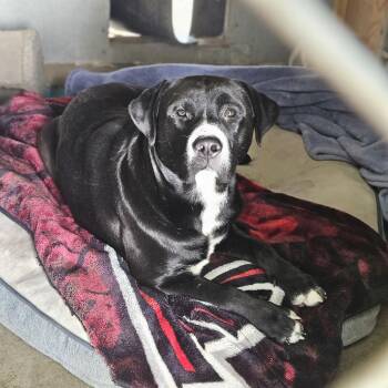 Huckleberry- Foster Needed Teddy Bear Lab -  Black Labrador Retriever and Pit Bull Terrier Dog for Adoption in Kirkland, Washington - Huckleberry- Foster Needed Teddy Bear Lab | PetCurious