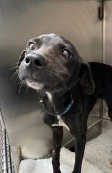 Rescue Labrador Retriever and Mixed Breed Dogs for Adoption in Mobile, Alabama - REX | PetCurious