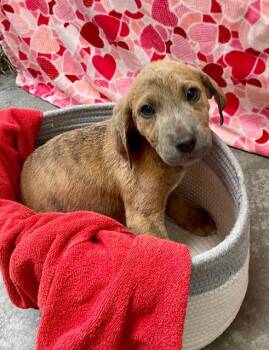 Labrador Retriever and Black Mouth Cur Dogs Available for Adoption - TUCKER | PetCurious