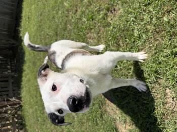 GEMs -  Mixed Breed Dog for Adoption in Grafton, Massachusetts - GEMs | PetCurious