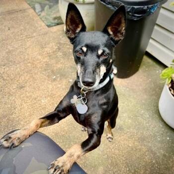 Lola (CA) -  Rat Terrier Dog Available for Adoption in Atlanta, Georgia - Lola (CA) | PetCurious