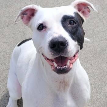 Pit Bull Terrier and Terrier Dogs Available for Adoption in Meriden, Connecticut - Sarabi! Pretty Pup! | PetCurious