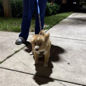 Pomeranian and Husky Dogs Available for Adoption in Sunrise, Florida - Markie | PetCurious