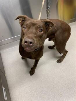 Pit Bull Terrier and Mixed Breed Dogs Available for Adoption in Fairbanks, Alaska - RIVER | PetCurious