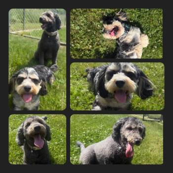 Marley -  Cavalier King Charles Spaniel and Poodle Dog for Adoption in Lagrange, Indiana - Marley | PetCurious