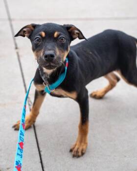 Sassafras -  Shepherd and Mixed Breed Dog for Adoption in Pequot Lakes, Minnesota - Sassafras | PetCurious
