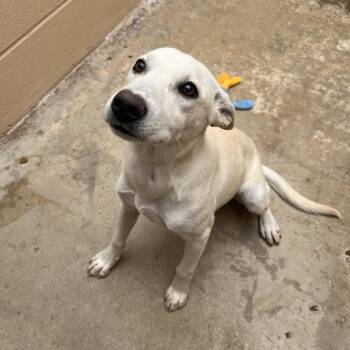 Sia -  Labrador Retriever and Mixed Breed Dog for Adoption in Ojai, California - Sia | PetCurious