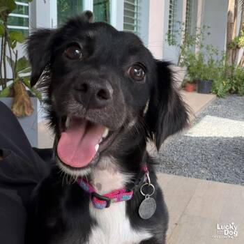 Lillypad -  Chihuahua Dog for Adoption in Washington, District Of Columbia - Lillypad | PetCurious