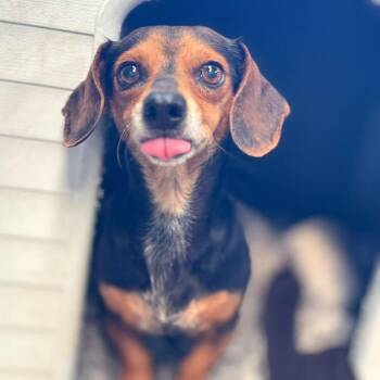 Schnitzel -  Miniature Dachshund Dog for Adoption in San Pablo, California - Schnitzel | PetCurious