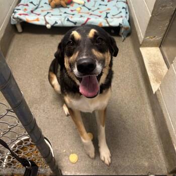 German Shepherd Dog and Mixed Breed Dogs Available for Adoption - COOPER | PetCurious
