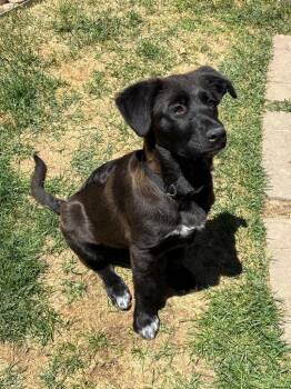 Australian Cattle Dog Blue Heeler Dogs Available for Adoption in Fort Lupton, Colorado - Bianchetto | PetCurious