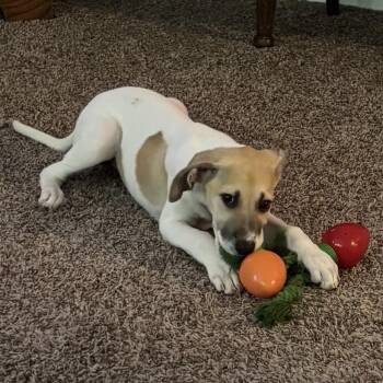 Imogen -  Labrador Retriever and Hound Dog for Adoption in Kannapolis, North Carolina - Imogen | PetCurious
