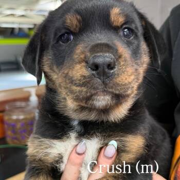 Crush -  Rottweiler and Mixed Breed Dog for Adoption in Tacoma, Washington - Crush | PetCurious