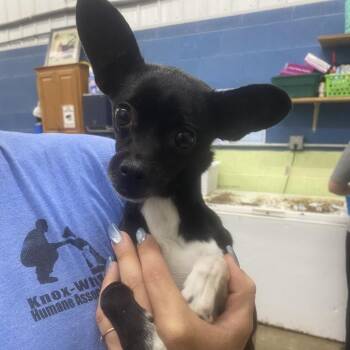 Susie Q -  Chihuahua Dog for Adoption in Corbin, Kentucky - Susie Q | PetCurious