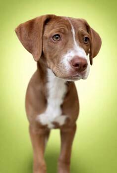 Labrador Retriever and Australian Shepherd Dogs Available for Adoption - Sutton | PetCurious