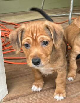 Pit Bull Terrier Dogs Available for Adoption in Newnan, Georgia - Thor | PetCurious