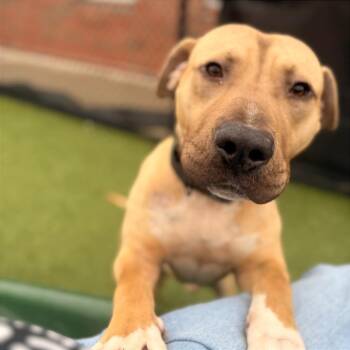 Mixed Breed Dogs Available for Adoption - Bert | PetCurious