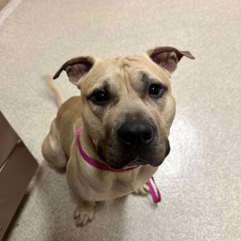 Black Mouth Cur Dogs Available for Adoption in Bristol, Indiana - Scar | PetCurious