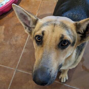 Taylor -  German Shepherd Dog Dog for Adoption in Huntsville, Arkansas - Taylor | PetCurious