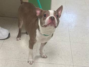 Boston Terrier Dogs Available for Adoption - CORA | PetCurious