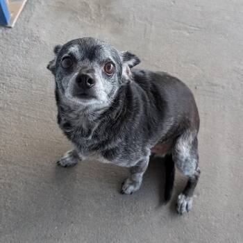 Biggie -  Chihuahua Dog for Adoption in Emporia, Kansas - Biggie | PetCurious