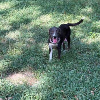 Rheanyra -  Border Collie and Mixed Breed Dog for Adoption in Wadena, Minnesota - Rheanyra | PetCurious