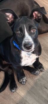 Rescue Australian Shepherd and Border Collie Dogs for Adoption in Millcreek, Utah - Bennie | PetCurious