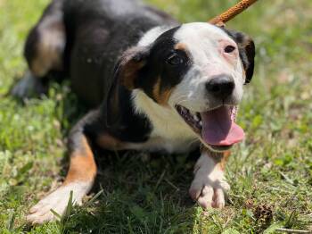 Adam -  Terrier Dog Available for Adoption in Meherrin, Virginia - Adam | PetCurious