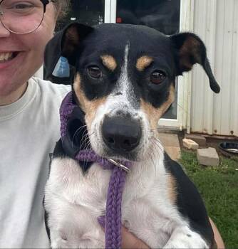 Mimi -  Feist and Rat Terrier Dog for Adoption in Wanaque, New Jersey - Mimi | PetCurious