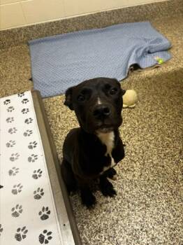 Koda -  Pit Bull Terrier and Mixed Breed Dog for Adoption in Westland, Michigan - Koda | PetCurious
