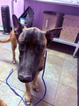 61621214 -  Belgian Shepherd Malinois and Mixed Breed Dog for Adoption in El Paso, Texas - 61621214 | PetCurious