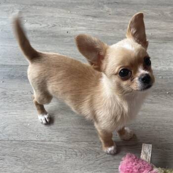 Chihuahua and Terrier Dogs Available for Adoption - SUTTER | PetCurious