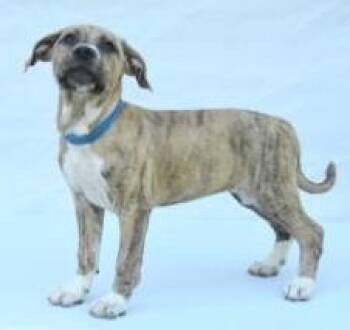 Hound and Mixed Breed Dogs Available for Adoption in Kansas City, Missouri - Daisy | PetCurious