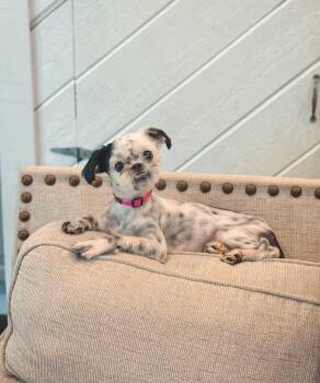 Munchkin -  Shih Tzu Dog for Adoption in Atlanta, Georgia - Munchkin | PetCurious